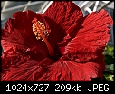 -09a_0044_hibiscus.jpg