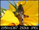 -grasshopper-1.jpg