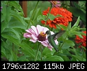 Hummingbird:  - hummingbird-zinnia-6.jpg (1/1)-hummingbird-zinnia-6.jpg