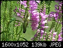 -hummingbird2_8.jpg