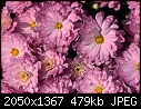 Click image for larger version

Name:	Mums-Pink.jpg
Views:	434
Size:	478.9 KB
ID:	10655