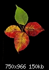 -leaves-cluster-4bm.jpg