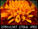 Click image for larger version

Name:	Marigold-Macro-1web.jpg
Views:	325
Size:	276.2 KB
ID:	10664