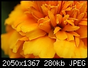 Flowers:  - Marigold-Macro-2web.jpg (1/1)-marigold-macro-2web.jpg