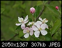 -apple_blossoms-2.jpg