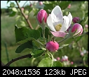 -apple-blossoms_jonathan-3.jpg