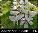 Orchard Flowers: - Plum-Blossoms_Green-Gage-2.jpg (1/1)-plum-blossoms_green-gage-2.jpg