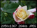 Flowers: - Rose-Bicolor-2.jpg (1/1)-rose-bicolor-2.jpg