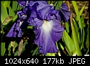 Iridaceae - Iris Victoria Falls - bearded irisIridaceae - Iris Victoria Falls - bearded iris-iridaceae-iris-victoria-falls-bearded-iris.jpg