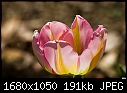 Tulip-tulip.jpg