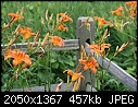 Flowers:  - Daylilies-Native-2.jpg (1/1)-daylilies-native-2.jpg