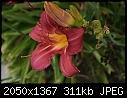 Click image for larger version

Name:	Daylily-Mauve.jpg
Views:	402
Size:	311.2 KB
ID:	10684