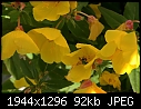 Flowers: - Evening-Primrose-web.jpg (1/1)-evening-primrose-web.jpg