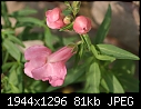 Flowers:  - Snapdragon.jpg (1/1)-snapdragon.jpg