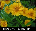 Flowers:  - Coreopsis-2.jpg (1/1)-coreopsis-2.jpg