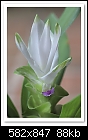 Siam Tulip-1570 (Curcuma alismatifolia)-c-1570-ornginger-01-02-09-40-100.jpg