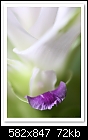 Siam Tulip-1564(Curcuma alismatifolia)-c-1564-ornginger-01-02-09-40-100.jpg