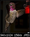 -male-annas-hummingbird-%40-feeder.jpg