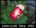 Rose:  - Rose-Red-n-White.jpg (1/1)-rose-red-n-white.jpg