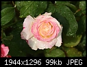 Rose:  - Rose-White-n-Pink.jpg (1/1)-rose-white-n-pink.jpg