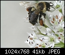 What is it?:  - Bee-on-Garlic_Chive_2005.jpg (1/1)-bee-garlic_chive_2005.jpg