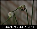 What is it?:  - Garlic-Chives-Early-1.jpg (1/1)-garlic-chives-early-1.jpg