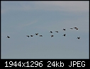 Critters: - Geese-2.jpg (1/1)-geese-2.jpg