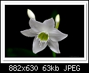 Click image for larger version

Name:	c-1866-Eucharist Lily-21-02-09-40-100.jpg
Views:	1073
Size:	62.6 KB
ID:	10743