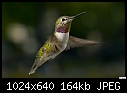-young-male-annas-hummingbird-hovering-close-up.jpg