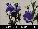 Flowers: - Bellflower.jpg (1/1)-bellflower.jpg