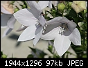Flowers:  - Bellflower-White.jpg (1/1)-bellflower-white.jpg