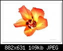 Cotton Tree Flower-(Hibiscus Tiliaceus)-c-2295-cottreeflow-03-03-09-5d-100.jpg