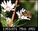 Bees: - Bee-Aster-1.jpg (1/1)-bee-aster-1.jpg