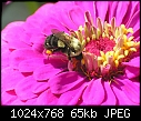 Bees: - bee-on-zinnia-5_2005.jpg (1/1)-bee-zinnia-5_2005.jpg
