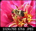 Bees: - bee-on-zinnia-4_2005.jpg (1/1)-bee-zinnia-4_2005.jpg