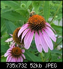 Bees: - Coneflowers-n-Bee_2006.jpg (1/1)-coneflowers-n-bee_2006.jpg
