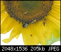 -sunflower-mit-bugs-3_2005.jpg
