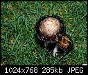 -mushroom-011.jpg