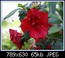 Azaelia Goyet-azaelia-red-dsc02752.jpg