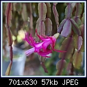 -epiphytic-late-bloomer-dsc02755.jpg