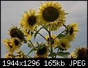 Flowers:  - Sunflowers-Arikara-6.jpg (1/1)-sunflowers-arikara-6.jpg