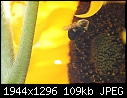 Flowers: - Sunflower-Yellow-Jacket-2.jpg (1/1)-sunflower-yellow-jacket-2.jpg