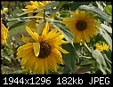 Flowers: - Sunflowers-5-web.jpg (1/1)-sunflowers-5-web.jpg