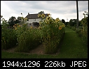 Flowers: - Sunflower-rows.jpg (1/1)-sunflower-rows.jpg