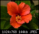 Click image for larger version

Name:	Orange Hibiscus.jpg
Views:	2093
Size:	144.4 KB
ID:	10798