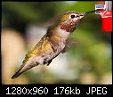 -hummingbird-001.jpg