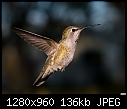 -hummingbird-052.jpg
