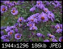 Wildflowers: - Wildflower-Purple-3.jpg (1/1)-wildflower-purple-3.jpg