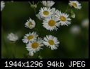 Flowers:  - Wildflowers-Asters-small-2.jpg (1/1)-wildflowers-asters-small-2.jpg