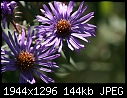 Flowers: - Wildflower-Purple-1.jpg (1/1)-wildflower-purple-1.jpg